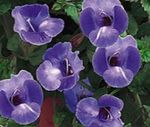 albastru  Floare Clovn, Floare Claviculă caracteristici și fotografie