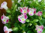  Kloun Lill, Wishbone Lill, Torenia roosa Foto, kirjeldus ja kultiveerimine, kasvav ja omadused