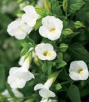 bílá  Klaun Květina, Lichoběžníkové Květ charakteristiky a fotografie