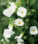 blanco  Flor Payaso, Flor Horquilla características y Foto