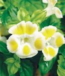  Clown Bloem, Wishbone Flower, Torenia geel foto, beschrijving en teelt, groeiend en karakteristieken