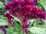 Garden Flowers Cockscomb, Plume Plant, Feathered Amaranth, Celosia burgundy Photo, description and cultivation, growing and characteristics