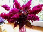 Garden Flowers Cockscomb, Plume Plant, Feathered Amaranth, Celosia burgundy Photo, description and cultivation, growing and characteristics