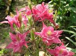 pink Flower Columbine flabellata, European columbine characteristics and Photo