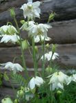 Flores de jardín Aguileña Flabellata, Aguileña Europeo, Aquilegia blanco Foto, descripción y cultivo, cultivación y características