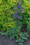 blue Flower Columbine flabellata, European columbine characteristics and Photo