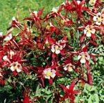 red Flower Columbine flabellata, European columbine characteristics and Photo