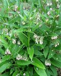 Flores de jardín Consuelda, Symphytum blanco Foto, descripción y cultivo, cultivación y características