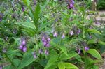 Flores do Jardim Confrei, Symphytum lilás foto, descrição e cultivo, crescente e características