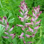 Садовые Цветы Дымянка лекарственная, Fumaria officinalis розовый Фото, описание и выращивание, выращивание и характеристика