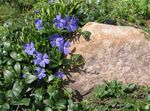  Vinca Común, Mirto Rastrero, Flor-De-Muerte, Vinca minor azul claro Foto, descripción y cultivo, cultivación y características
