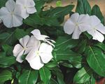  Common Periwinkle, Creeping Myrtle, Flower-of-Death, Vinca minor white Photo, description and cultivation, growing and characteristics