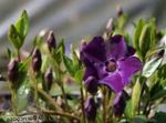  Vinca Común, Mirto Rastrero, Flor-De-Muerte, Vinca minor púrpura Foto, descripción y cultivo, cultivación y características