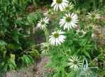  Coneflower, Eastern Coneflower, Echinacea white Photo, description and cultivation, growing and characteristics