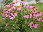  Coneflower, Eastern Coneflower, Echinacea pink Photo, description and cultivation, growing and characteristics