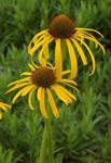  Coneflower, Eastern Coneflower, Echinacea yellow Photo, description and cultivation, growing and characteristics