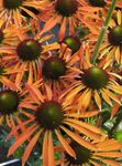  Coneflower, Eastern Coneflower, Echinacea orange Photo, description and cultivation, growing and characteristics