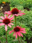  Coneflower, Eastern Coneflower, Echinacea red Photo, description and cultivation, growing and characteristics