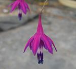 púrpura Flor Gotas De Coral características y Foto