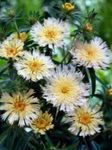 Hage blomster Maismel Aster, Stokes Aster, Stokesia hvit Bilde, beskrivelse og dyrking, voksende og kjennetegn