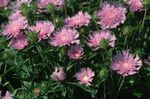 ბაღის ყვავილები ღიღილოს Aster, Stokes Aster, Stokesia ვარდისფერი სურათი, აღწერა და გაშენების, იზრდება და მახასიათებლები