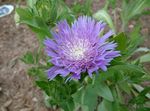 Hage blomster Maismel Aster, Stokes Aster, Stokesia syrin Bilde, beskrivelse og dyrking, voksende og kjennetegn