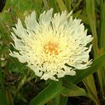 yellow  Cornflower Aster, Stokes Aster characteristics and Photo