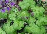 Aias Lilli Cortusa, Alpine Kellad purpurne Foto, kirjeldus ja kultiveerimine, kasvav ja omadused
