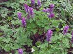 Ogrodowe Kwiaty Hohlatki Las, Corydalis purpurowy zdjęcie, opis i uprawa, hodowla i charakterystyka