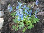 Záhradné kvety Chochlačkovec, Corydalis modrá fotografie, popis a pestovanie, pestovanie a vlastnosti