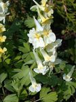 Zahradní květiny Corydalis žlutý fotografie, popis a kultivace, pěstování a charakteristiky