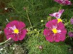 Garden Flowers Cosmos burgundy Photo, description and cultivation, growing and characteristics