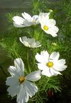 Garden Flowers Cosmos white Photo, description and cultivation, growing and characteristics