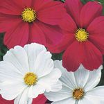 Garden Flowers Cosmos red Photo, description and cultivation, growing and characteristics