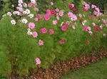Garden Flowers Cosmos pink Photo, description and cultivation, growing and characteristics