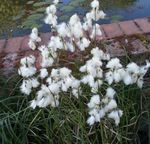 ბაღის ყვავილები ბამბა ბალახის, Eriophorum თეთრი სურათი, აღწერა და გაშენების, იზრდება და მახასიათებლები