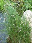 Hage blomster Myrull, Eriophorum hvit Bilde, beskrivelse og dyrking, voksende og kjennetegn