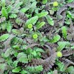 green Flower Cotula characteristics and Photo