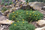 ყვითელი ყვავილების Cotula მახასიათებლები და სურათი