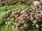 Flores de jardín Crassula Milfordiae blanco Foto, descripción y cultivo, cultivación y características