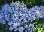 Dārza Ziedi Ložņu Floksis, Sūnas Floksis, Phlox subulata gaiši zils Foto, apraksts un audzēšana, augošs un raksturlielumi