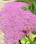 Tuin Bloemen Kruipende Phlox, Mos Phlox, Phlox subulata roze foto, beschrijving en teelt, groeiend en karakteristieken