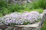 Градински цветове Пълзящи Флокс, Мъх Флокс, Phlox subulata бял снимка, описание и отглеждане, култивиране и характеристики