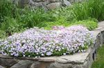 bláthanna gairdín Creeping Phlox, Phlox Caonach, Phlox subulata bán Photo, Cur síos agus saothrú, ag fás agus saintréithe