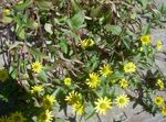 Vrtne Cvjetovi Puzanje Cinija, Sanvitalia žuta Foto, opis i uzgajanje, uzgoj i karakteristike