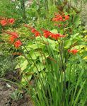 Zahradní květiny Crocosmia červená fotografie, popis a kultivace, pěstování a charakteristiky