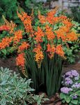 Λουλούδια κήπου Crocosmia πορτοκάλι φωτογραφία, περιγραφή και καλλιέργεια, φυτοκομεία και χαρακτηριστικά