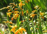 Λουλούδια κήπου Crocosmia κίτρινος φωτογραφία, περιγραφή και καλλιέργεια, φυτοκομεία και χαρακτηριστικά