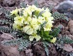 żółty Kwiat Horispora charakterystyka i zdjęcie