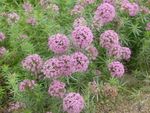庭の花 クロス麦汁, Phuopsis stylosa (Crucianella stylosa) ピンク フォト, 説明 と 栽培, 成長 と 特性